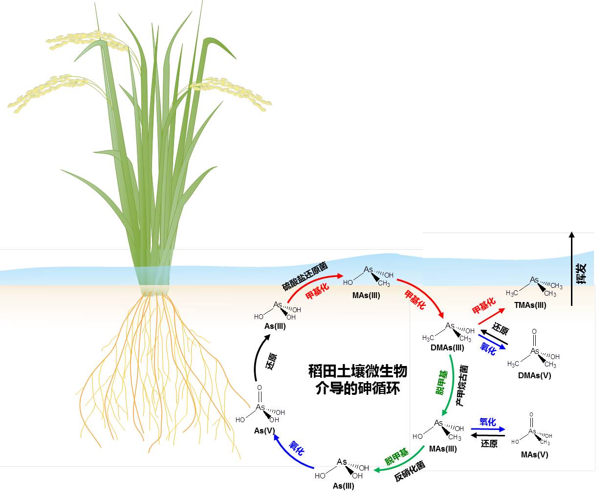 赵方杰团队揭示了水稻土中甲基砷脱甲基的微生物学机制